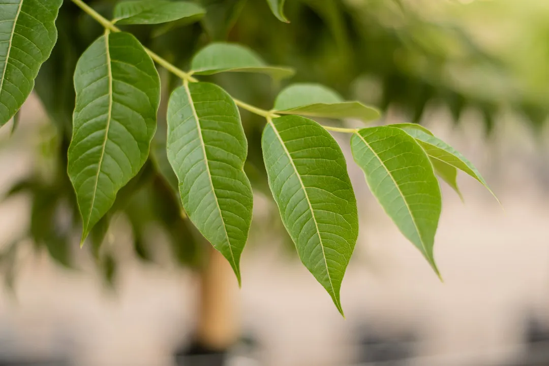 Eye Stopper™ Cork Tree Garden Gate Nursery